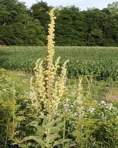 Mullein