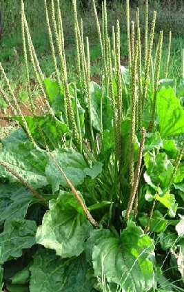 Broadleaf Plantain