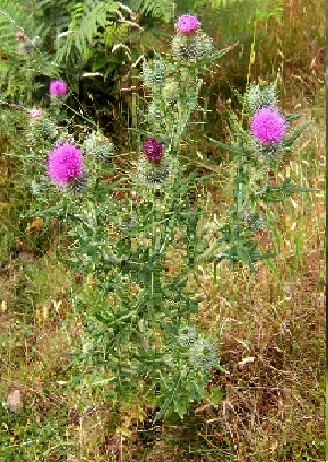 Bull Thistle