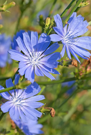 Chicory