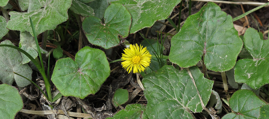 Coltsfoot vs Dandelion comparison