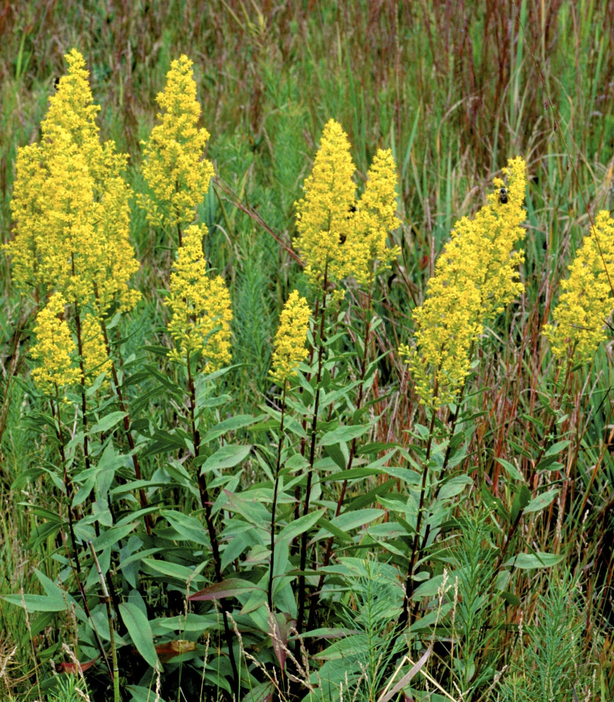 Goldenrod