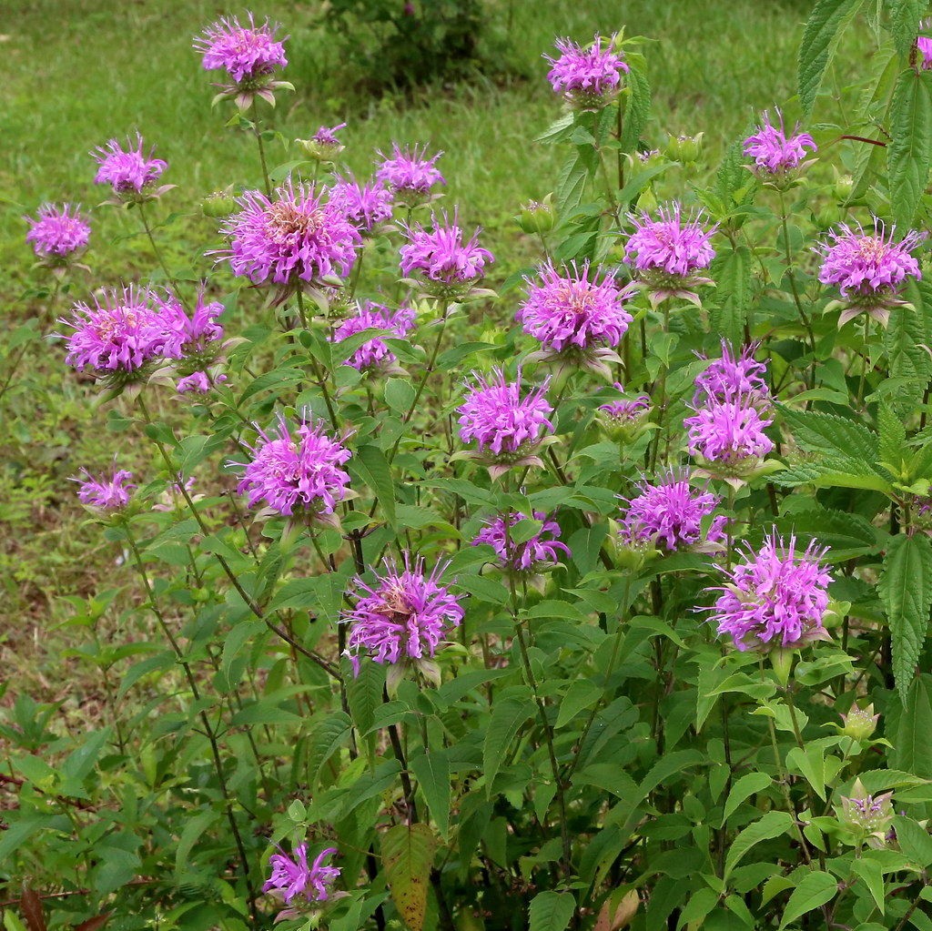 Wild Bergamot