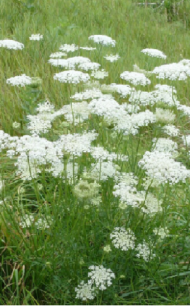 Wild Carrot